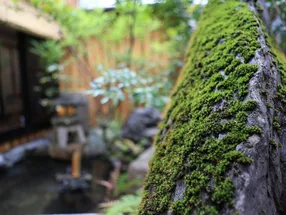 京都わさび 本店 2